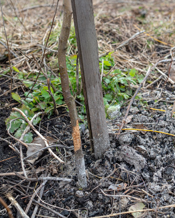 Apple damage. Bark gnawed by miceの写真素材