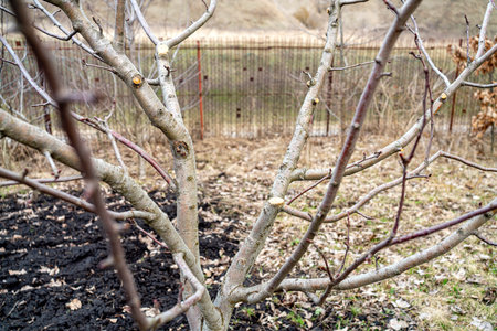 garden pruning work. Sections on the trunk of an apple tree are smeared with garden pitchの写真素材