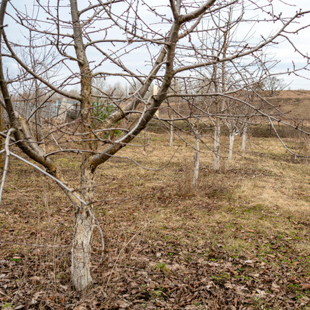 garden pruning work. Sweet cherries after pruning and harvesting foliageの写真素材