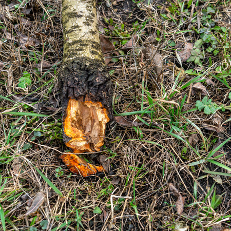 Garden pruning work. Cherry rotted from disease.の写真素材
