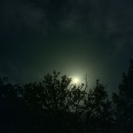A view of the full moon behind the trees in the forest.の写真素材