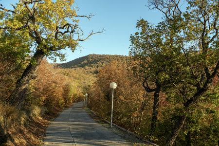 Beautiful alley in the park with colorful trees and sunlight. autumn natural background. Autumn alley, yellow trees, warm autumn parkの写真素材