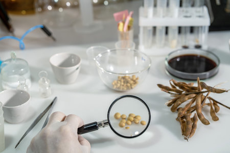 A scientist analyzes soybeans in a chemical laboratory. Close-up.の写真素材
