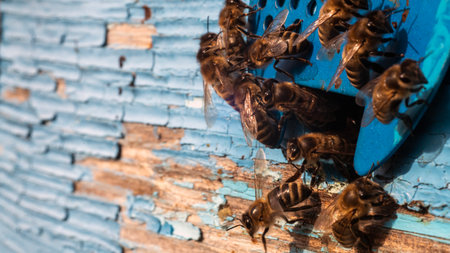 detailed view of working bees in a bee hive. blurred background. Close up of flying bees. Wooden...