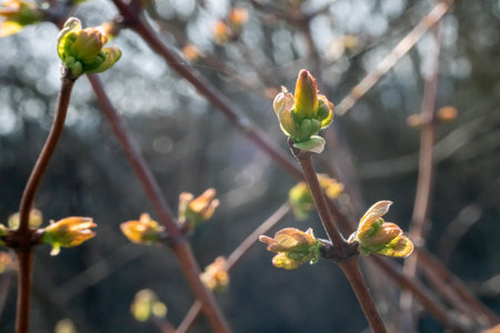 green new spring buds on a tree branch in early spring. Sunset, dawn, evening