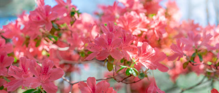 Pink flowers of tropical plants in bright morning lightの写真素材