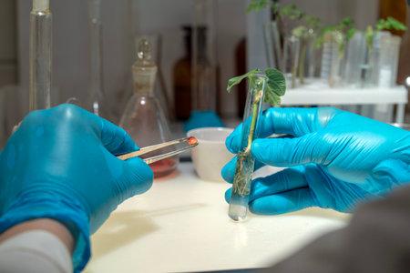 A laboratory assistant holds a test tube with a soybean sprout with one hand, and a soybean seed with tweezers in the other hand, against the background of a table with test tubes.の写真素材