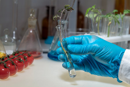 A biologist examines cherry tomatoes in the laboratory. There is a check for diseases and the presence of harmful components in the fruits and sprouts of the plantの写真素材