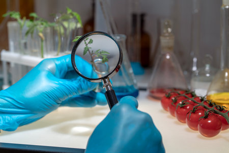 A biologist examines cherry tomatoes in the laboratory. There is a check for diseases and the presence of harmful components in the fruits and sprouts of the plantの写真素材