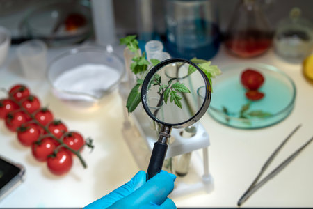 A biologist examines cherry tomatoes in the laboratory. There is a check for diseases and the presence of harmful components in the fruits and sprouts of the plantの写真素材