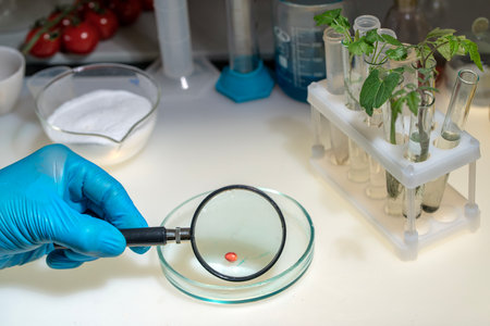 A researcher's hand holds a magnifying glass while examining seeds against the background of a table with test tubesの写真素材