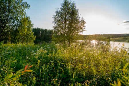 Beautiful sunset with sun rays in lush summer taiga and beautiful lake in national parkの写真素材