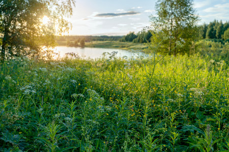 Beautiful sunset with sun rays in lush summer taiga and beautiful lakeの写真素材