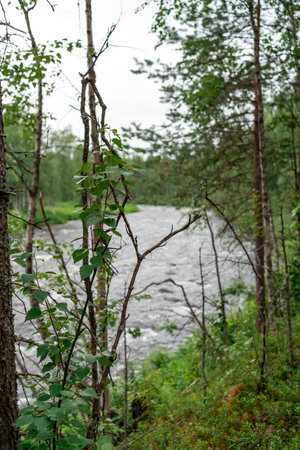 Wild nature of the taiga. Beautiful sunset with sun rays in lush summer taigaの写真素材
