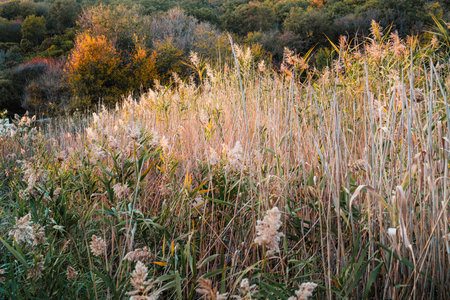 Dry reed on the lake, reed layer, reed seeds. Golden reed grass in the fall in the sun. Abstract natural background. Beautiful pattern with neutral colors.の写真素材