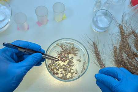 Scientist makes grain analysis in laboratory. Control experts check grain quality, chemical concentration, standard, pollutant. Microbiologist.の写真素材