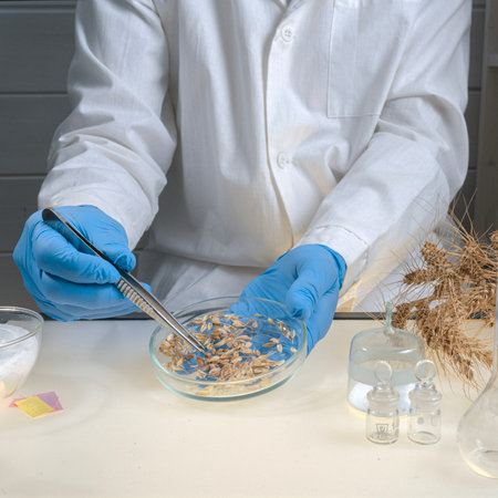 Scientist makes grain analysis in laboratory. Control experts check grain quality, chemical concentration, standard, pollutant. Microbiologist.の写真素材