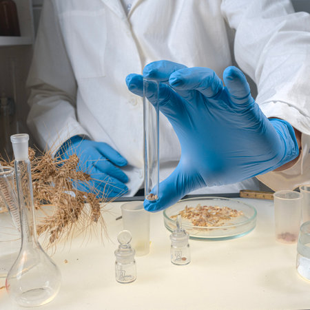 Scientist makes grain analysis in laboratory. Control experts check grain quality, chemical concentration, standard, pollutant. Microbiologist.の写真素材