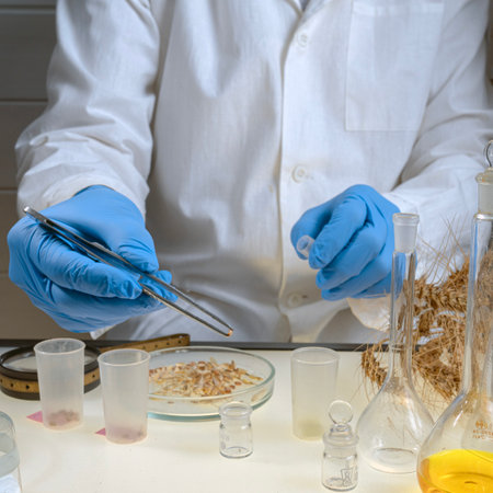 Scientist makes grain analysis in laboratory. Control experts check grain quality, chemical concentration, standard, pollutant. Microbiologist.の写真素材