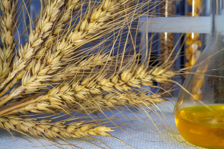 Laboratory studies of wheat seeds. Studies on the analysis of agricultural grains and seeds in laboratory conditions.の写真素材