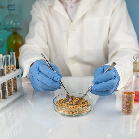 Researcher analyzing agricultural grains in the laboratory. GMO research of cereals. Testing of genetically modified seeds.の写真素材