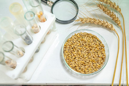 Laboratory studies of seeds. Studies on the analysis of agricultural grains and seeds in laboratory conditions.の写真素材