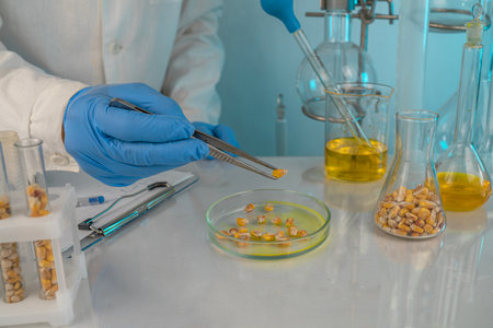 Scientist check chemical whole grains residues in laboratory. Control experts inspect the concentration of chemical residues. Microbiologistの写真素材