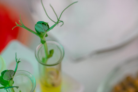 Scientist hold test tube with plant inside in laboratory.の写真素材