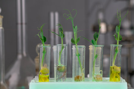 Green seedlings in test tubes on table in laboratory, closeupの写真素材