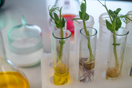 Analysis of green sprouts in the laboratory. Test tubes with a plant inside.の写真素材