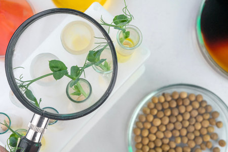 Analysis of green sprouts in the laboratory. Test tubes with a plant inside.の写真素材