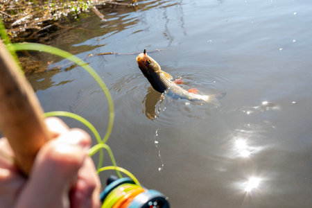 Fisherman caught a big fish on a hook in the river.の写真素材