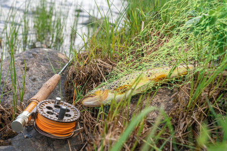 Rainbow Trout caught fly fishing. Fly fishing accessories.