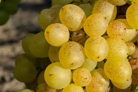Extrem close-up of rose wine grapes in the morning sun - selective focus
