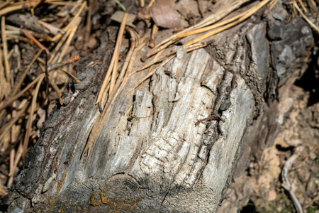 Detailed view of natural tree bark. Rustic,weathered tree bark pattern. Intricate details of aged...