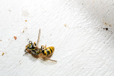 Wasp on a white backgroundの写真素材