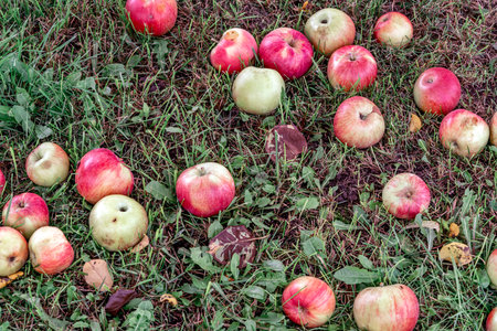 Many fallen red apples in green grass. Autumn backgroundの写真素材