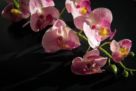 A slective focus of a branch of purple orchid flowers studio shot isolatedの写真素材