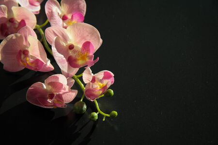 A slective focus of a branch of purple orchid flowers studio shot isolatedの写真素材