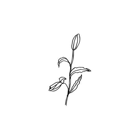Floral doodle black ink hand drawn isolate elements for icon or logoのイラスト素材