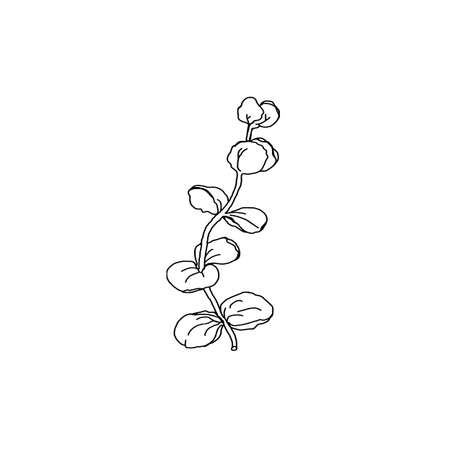 hand drawn leaves isolateのイラスト素材