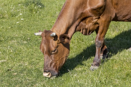 Cows Lying On A Green Grassy Fieldの写真素材