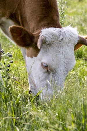 Cows Lying On A Green Grassy Fieldの写真素材