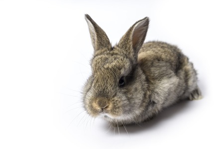 Bunny Rabbit In Front Of White Backgroundの写真素材