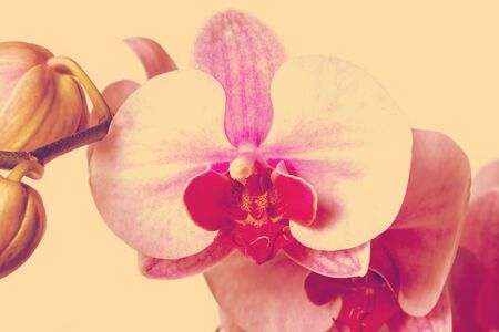 orchid on a white backgroundの写真素材