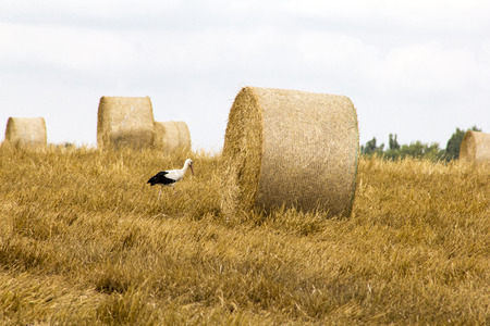 harvested field with straw bales in summerの写真素材
