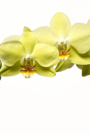 Blooming Twig Of Orchid Isolated On White Background.の写真素材