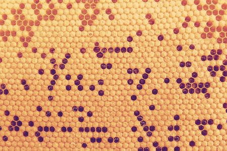 natural bee honey in honeycomb background