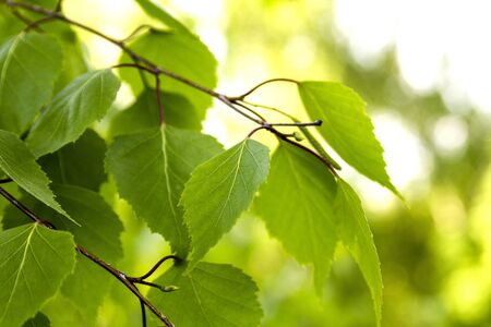 green leaves background in sunny day