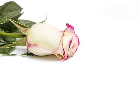 pile of pink rose blossoms on white backgroundの写真素材